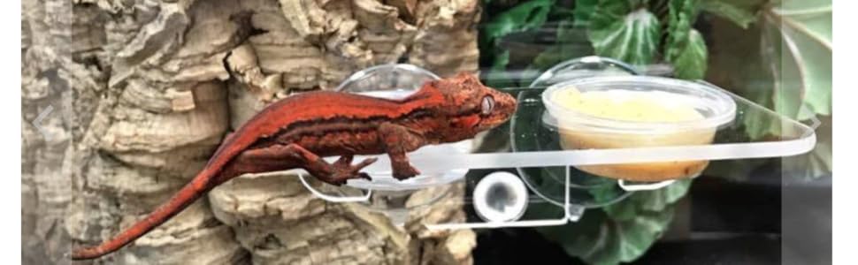 Pangea Gecko Ledge - Acrylic Suction Cup Feeder - Large - 1.5oz Cups - Reptile Food & Water Dish