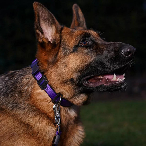Inspire Adjustable Dog Collar - Purple - 5/8 inch x 10-14 inch - Small Dog Collar