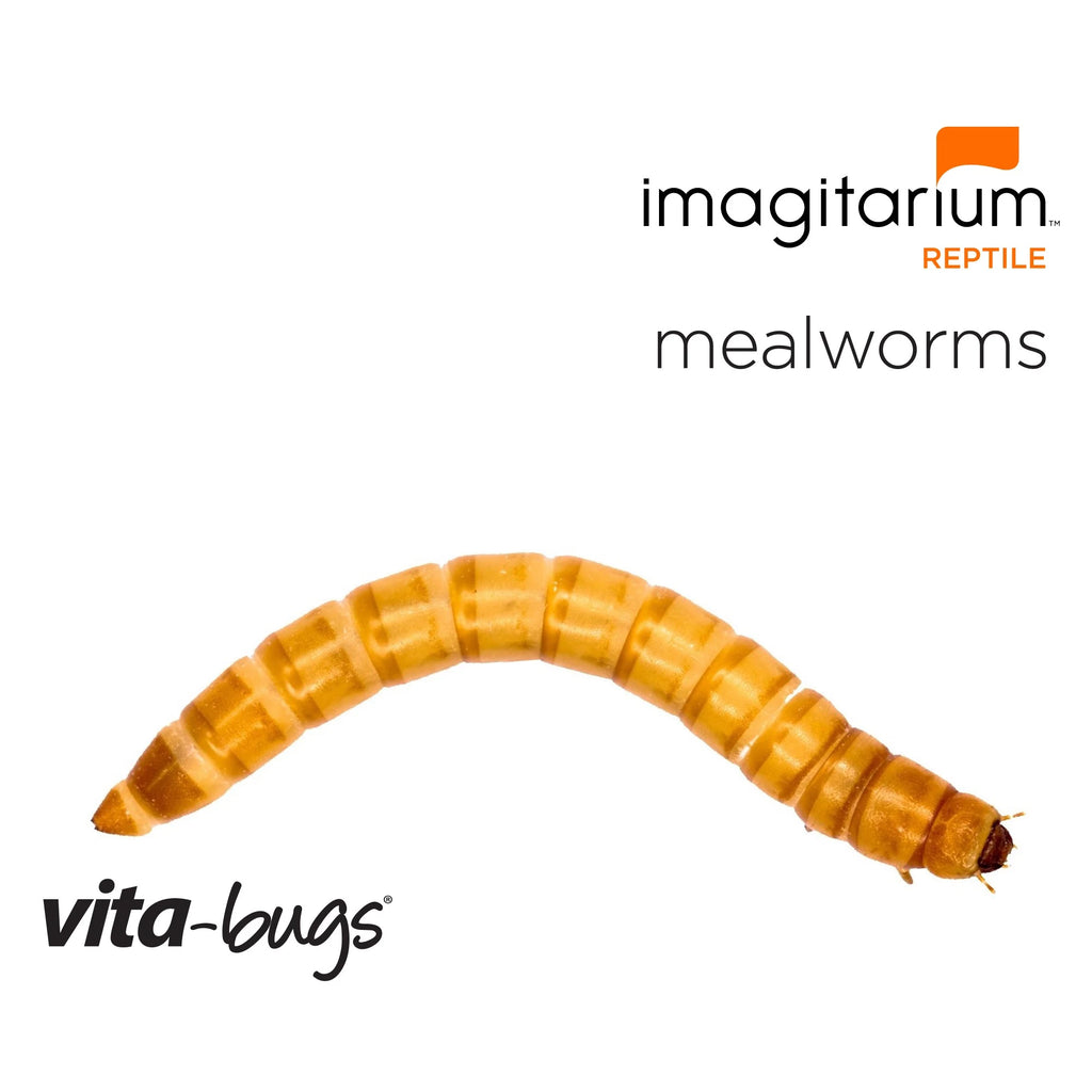NWZ Mealworms - 100 Count, 100 CT