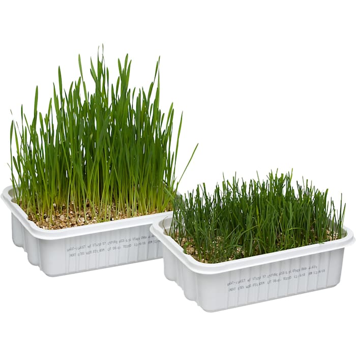 Gimborn Gimpet Cat Grass Plus - Easy to Grow, 150g Tub - Natural Digestion Aid for Cats