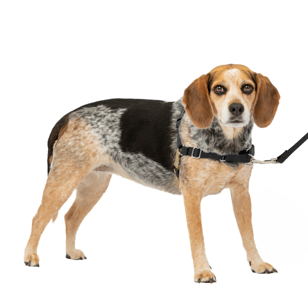 Premier Easy Walk Dog Harness - Small/Medium - Black or Black/Silver - No-Pull Training