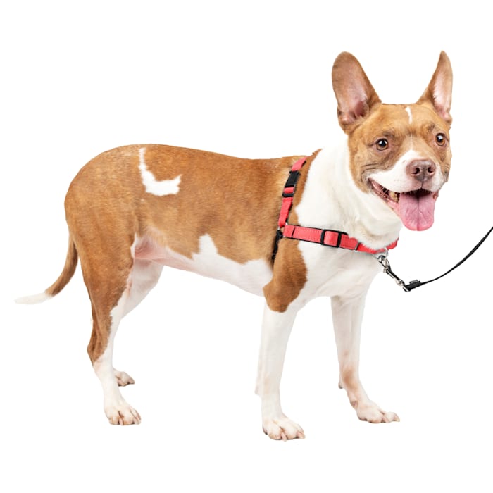 PetSafe Deluxe Easy Walk No Pull Harness  Rose  Medium