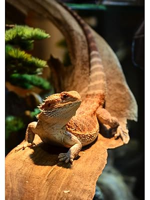 Zilla Gecko Gold Powdered Diet - 3 oz - Gecko Food