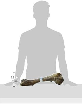 Barkworthies Beef Femur Bone Dog Chew Treat - Medium to Large Dogs
