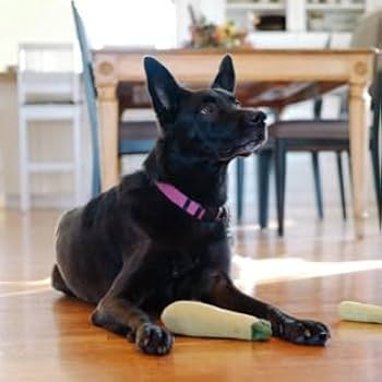 P.L.A.Y. Garden Fresh Zucchini Dog Toy - Plush & Squeaky - Eco-Friendly Fill