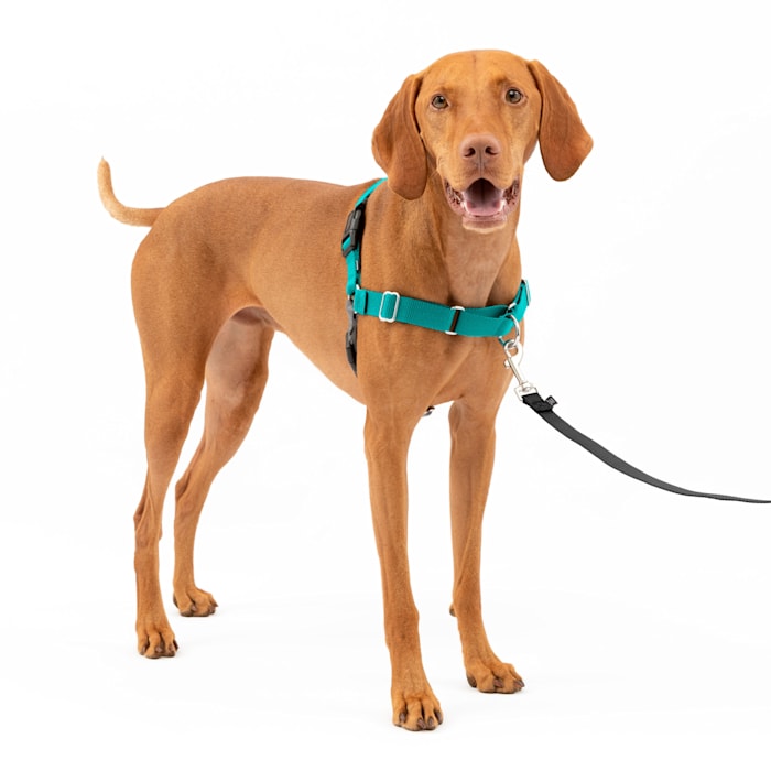 PetSafe Easy Walk No-Pull Dog Harness, Medium, Teal/Gray