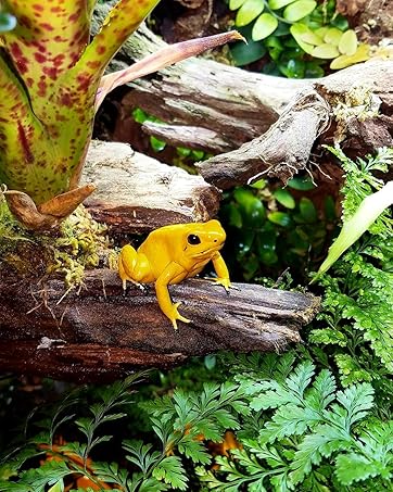 Josh's Frogs Dried Rubber Leaves - 10 Count Terrarium Decor