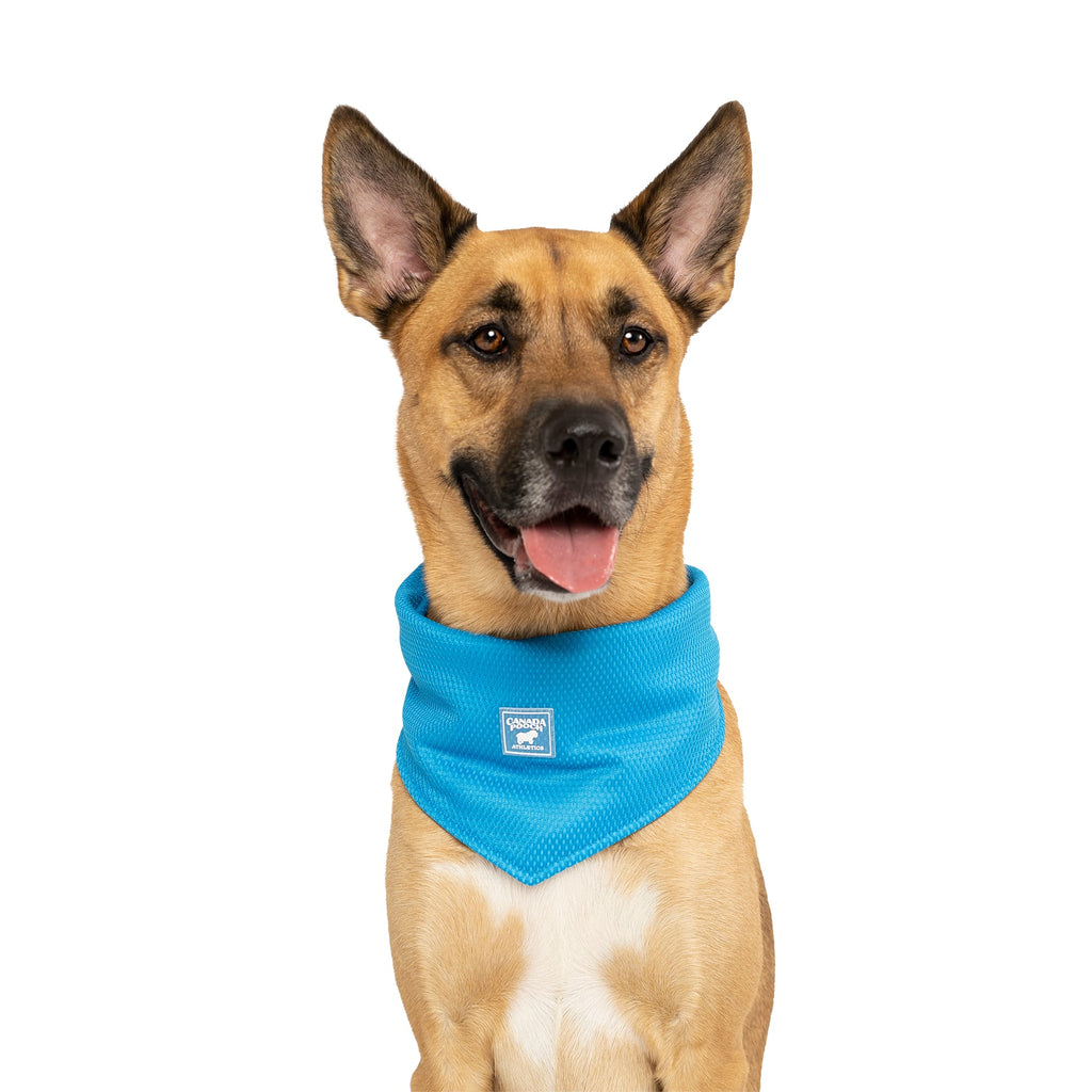 Canada Pooch Chill Seeker Cooling Bandana - Blue, Small Dog Bandana