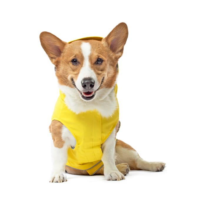 Canada Pooch Torrential Tracker Dog Raincoat - Yellow - Size 28 - Waterproof