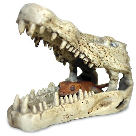 Pangea Crocodile Skull Decor Reptile Hide 6x5"