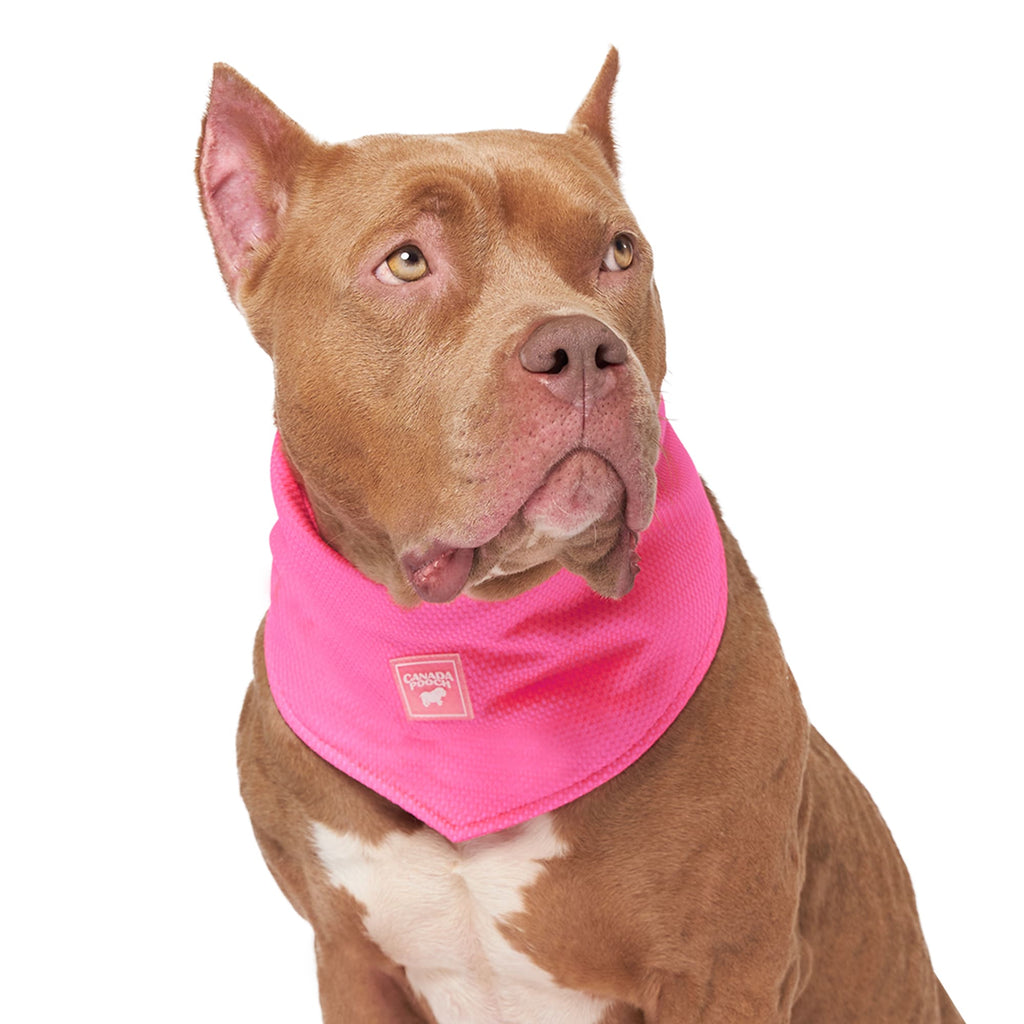 Canada Pooch Pink Chill Seeker Cooling Dog Bandana, Small, Pink