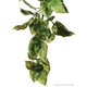 Sticky Image
