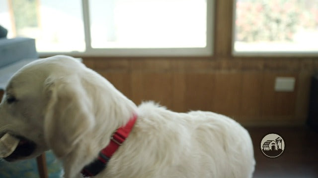 Redbarn Half Elk Antler Dog Chew - XXLarge Split Antler