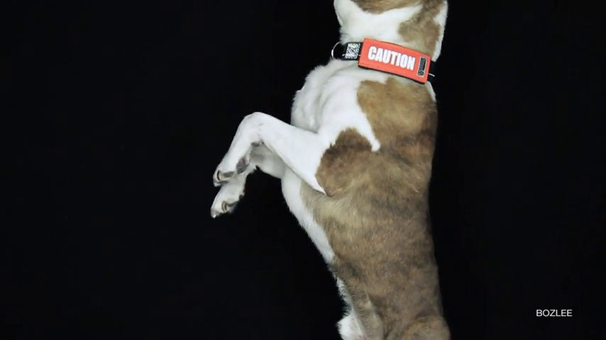 Canine Friendly Bark Notes Patch - Caution Dog Collar Sleeve - 3/4" Width