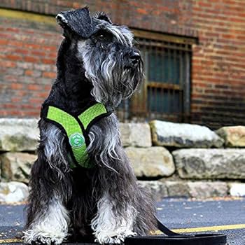 Gooby Comfort X Step-In Dog Harness, Choke-Free, Purple, Large