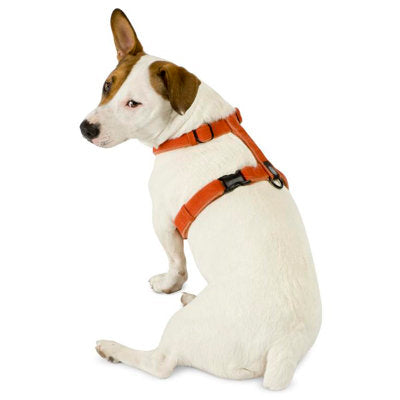 Planet Dog Cozy Hemp Adjustable Harness Purple, Small