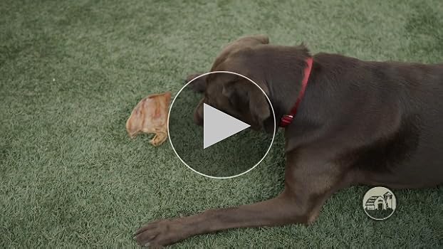 Redbarn Lamb Ears Dog Chews - Single Ingredient, All Natural Treat (50 Count Case Available)