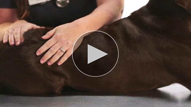 Diamond Care Sensitive Skin Formula Dry Dog Food - Salmon - 8 lb Bag