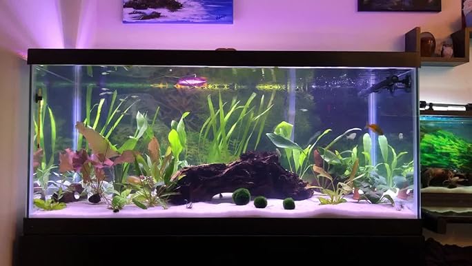Fluval Mopani Driftwood Large, Natural Aquarium Decoration, 11.8-17.7 inch Piece