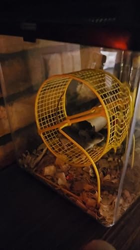 Kaytee Run-Around Exercise Wheel, Mini, 4.5", Hamster, Gerbil, Mouse, Colors Vary