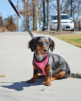 Gooby Soft Mesh Dog Harness - Flamingo Pink - Small Dog Harness - Breathable