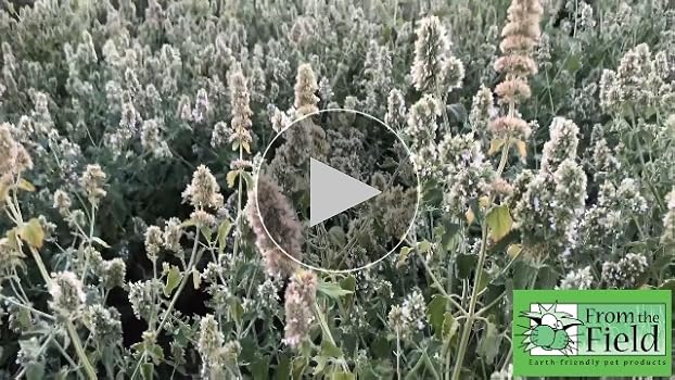 From The Field Shelby Hemp Mouse Cat Toy - Refillable Catnip Toy