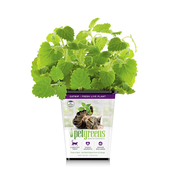 Pet Greens Live Catnip for Cats, 8 oz.