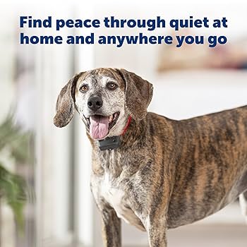 PetSafe Basic Bark Control Collar - Static Correction - For Dogs 8 lbs+