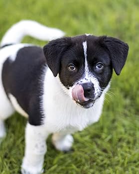 Nulo Frontrunner Puppy Food - Chicken, Oats & Turkey Recipe - 11 lb Bag