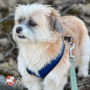 Fromm Four-Star Salmon A La Veg Recipe Dog Food - 26 lb Dry Food