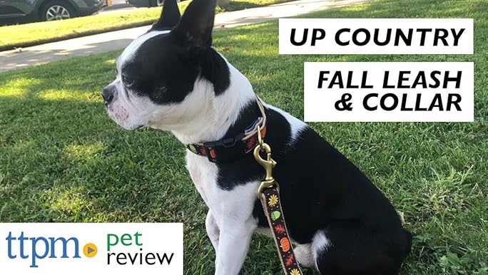Up Country Harvest Time Dog Collar, 5/8" Width, Medium (12-18 inches)