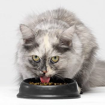 Open Farm Homestead Turkey & Chicken Dry Cat Food, Grain-Free, 2 lb