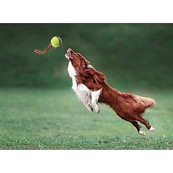 Petsport Tuff Ball Fling Thing Dog Toy - Medium (2.5" Ball)
