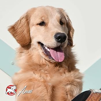 Fromm Four-Star Surf & Turf Grain-Free Dry Dog Food, 26 lb Bag - Salmon & Chicken Recipe