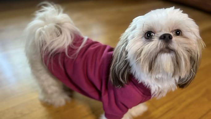Zack & Zoey Basic Dog Hoodie - Medium, Purple (65% Polyester / 35% Cotton)