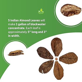 Josh's Frogs Indian Almond Leaves - 5 Pack - Aquarium & Terrarium Decor