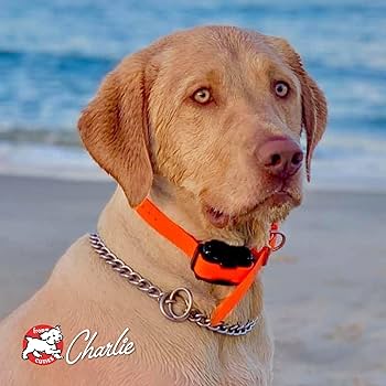 Fromm Four-Star Grain Free Salmon Tunalini Dog Food, 4 lb