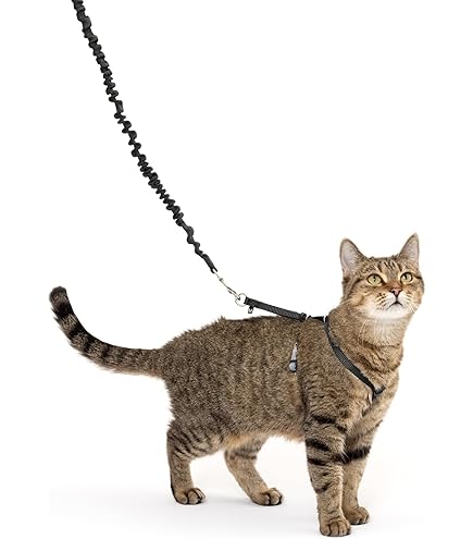 PetSafe Come With Me Kitty Harness & Bungee Leash - Red, Medium - Cat Walking Harness