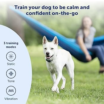 PetSafe 300 Yard Remote Dog Training Collar System - Waterproof Rechargeable