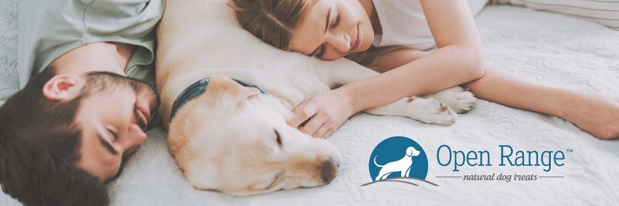 Home Range Full Length Bull Tail Dog Chew - Natural, Long Lasting Treat