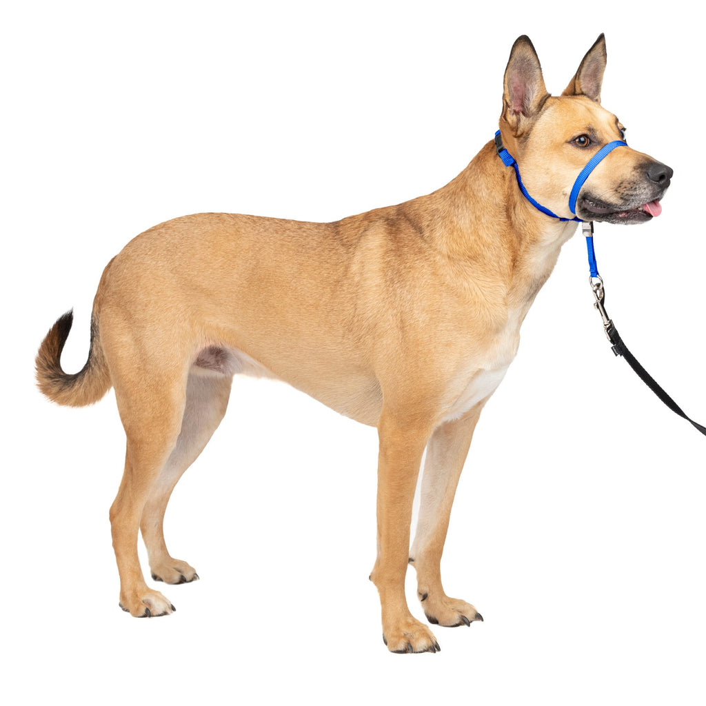 PetSafe Gentle Leader Headcollar - Medium, Royal Blue - No-Pull Dog Training Collar (25-60 lbs)