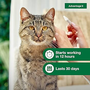 Advantage II Large Cat Flea Treatment & Prevention (Over 9 lbs) - 2 Month Supply