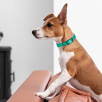 Dogline Biothane Waterproof Collar 1" 18-22" Teal