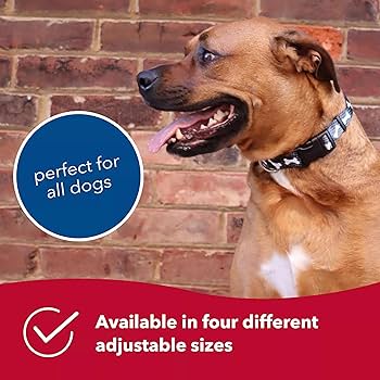 Styles Adjustable Dog Collar - Plaid Bones - 3/8" x 8-12" - XS Dog Collar