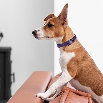 Dogline Biothane Waterproof Dog Collar, Purple, 1" x 18-22"