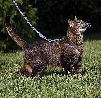 PetSafe Come With Me Kitty Harness & Bungee Leash - Large, Lilac/Purple - Cat Walking Harness