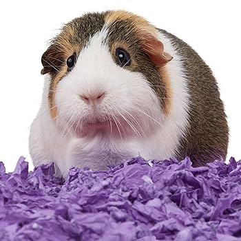 Kaytee Clean & Cozy Purple Small Pet Bedding - Super Absorbent, Odor Control, 24.6L / 1500 cu in