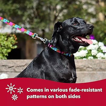 Coastal Pet Styles Skulls Dog Collar - Adjustable 8-12" x 3/8" - Black Skulls Pattern