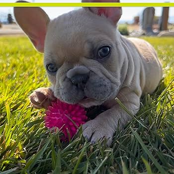 PetSport Gorilla Ball Small - Ultra Light, Strong, Bouncy Dog Toy - Assorted Colors