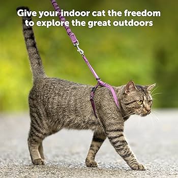 PetSafe Come With Me Kitty Harness & Bungee Leash - Medium, Royal Blue
